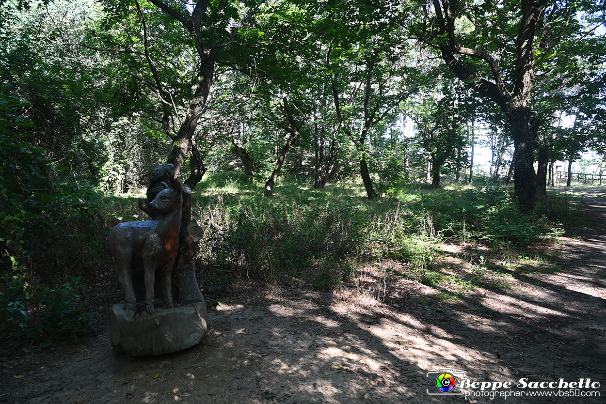 VBS_4701 - Il bosco fatato - Montaldo Roero.jpg